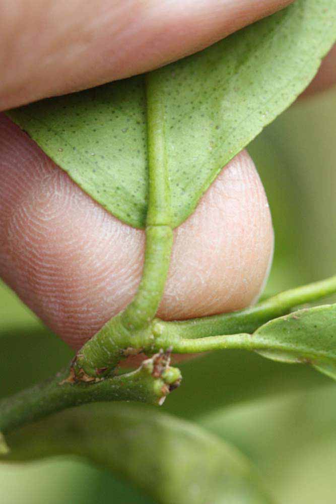              Petiole (Riverside, CA)       